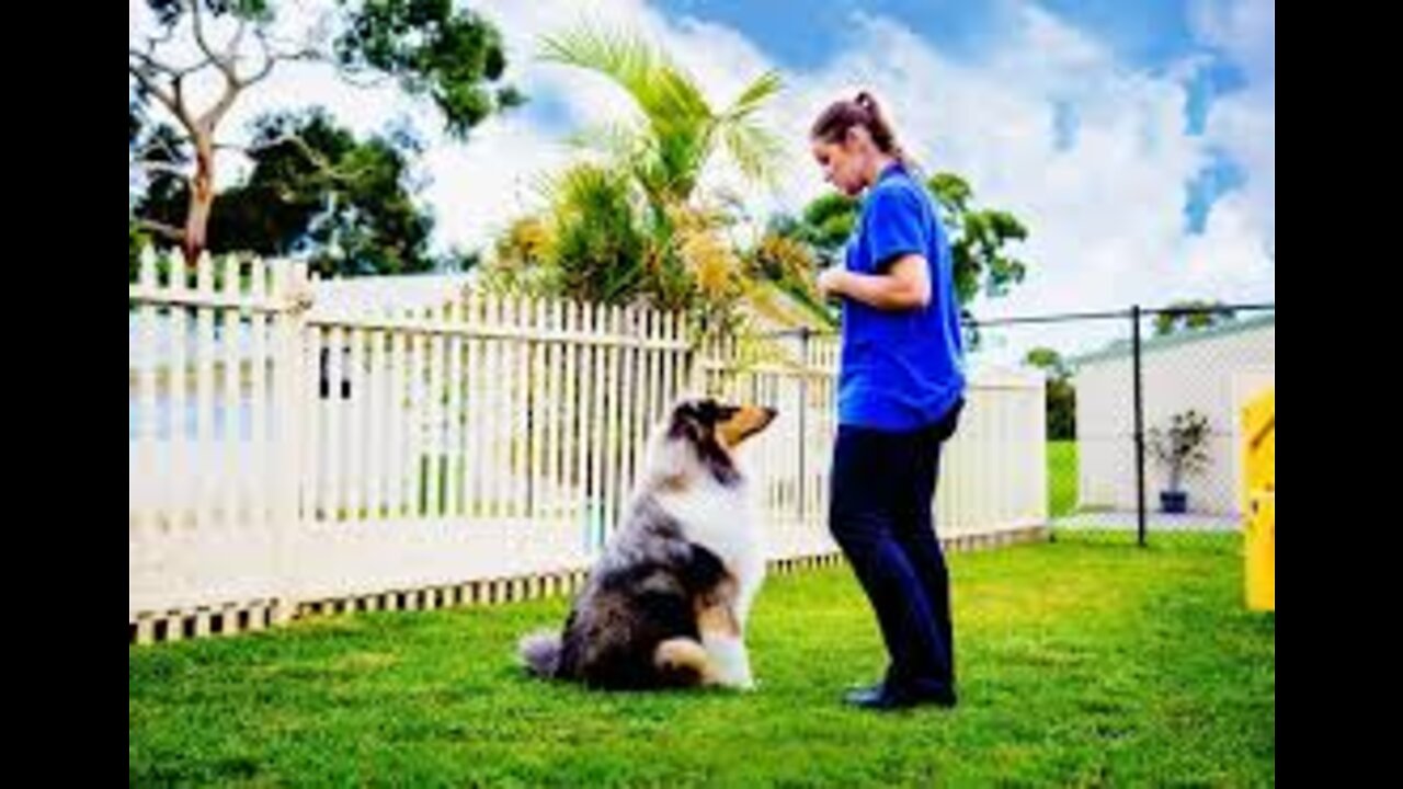 Dog training top training video dog Basic training video dog Basic video training top video training