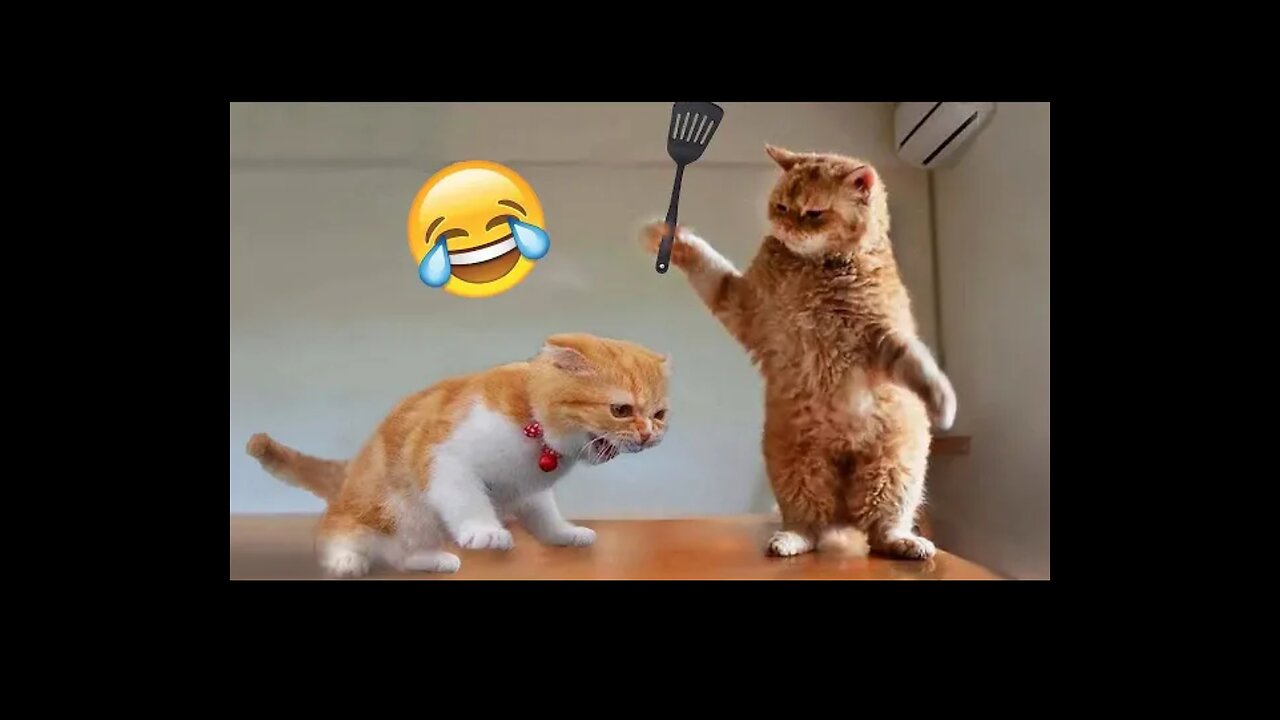 Funniest Animal 2024 🤣🤣 New Funny Cats 😹 Videos😂😂