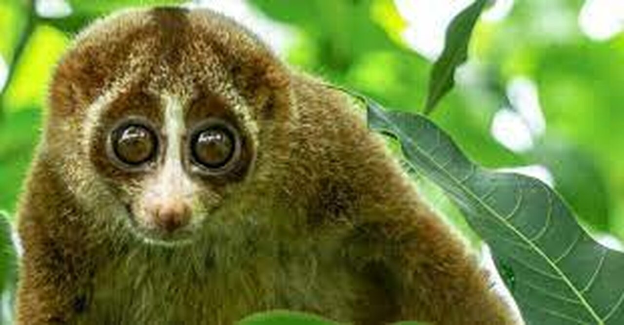 Stupid and cute animals...