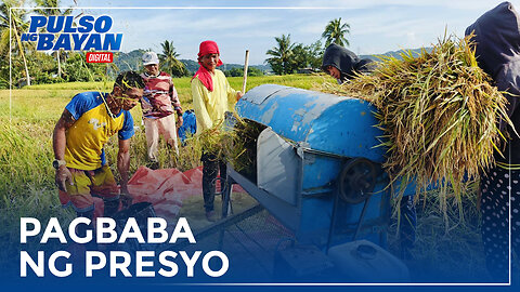 Ilang grupo ng magsasaka, nababahala sa patuloy na pagbaba ng presyo ng palay