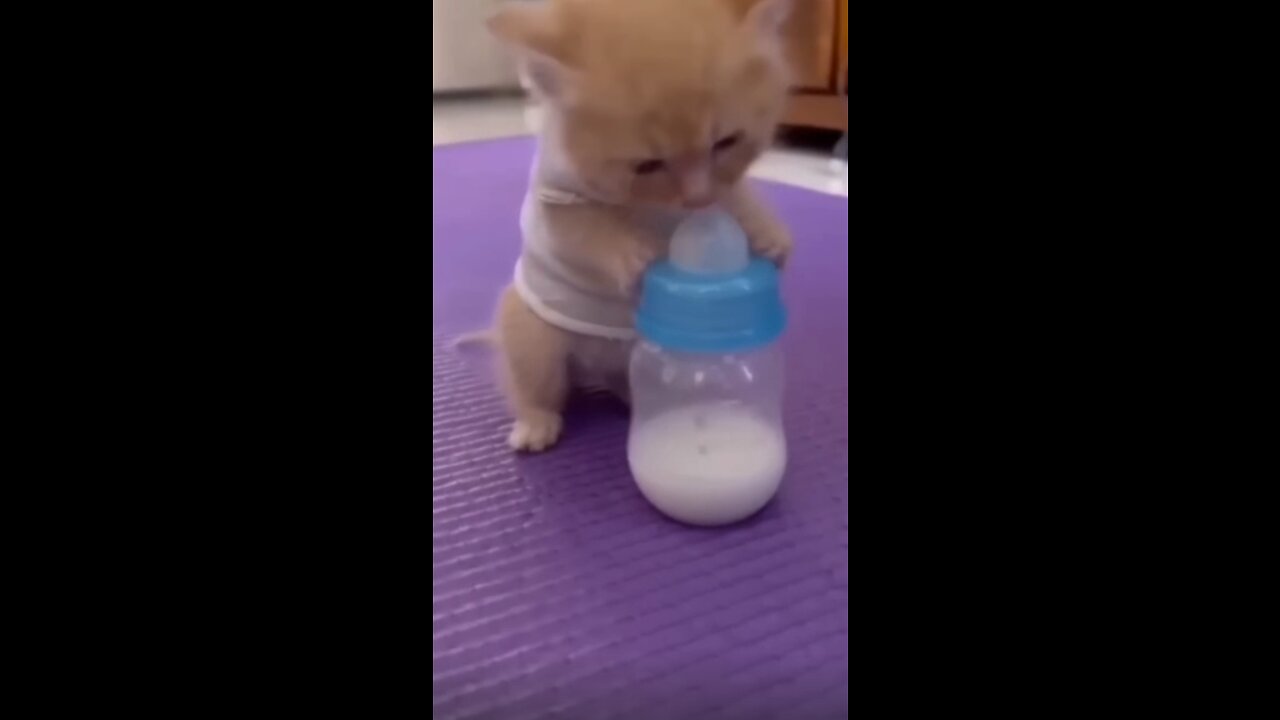 Baby 💖cat 😻cute 🍼kitten🥛🍼