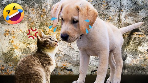 Funniest Animals Video 2023 Funniest Cats and Dogs Compilation Funny Animal Videos #Rumble