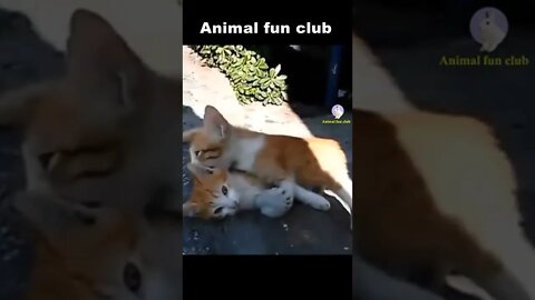 funny cat videos 2021 shorts 😹 - Don't try to hold back Laughter 😂 - Funny Cats # 00025😻