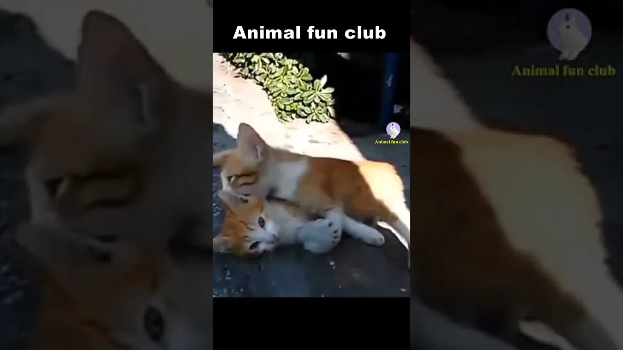 funny cat videos 2021 shorts 😹 - Don't try to hold back Laughter 😂 - Funny Cats # 00025😻