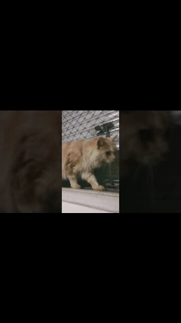 Neji o LEÃO DA MONTANHA