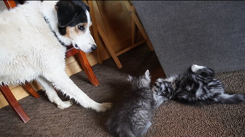 Enough! Kitten Tells Overbearing Wannabe Babysitter Dog