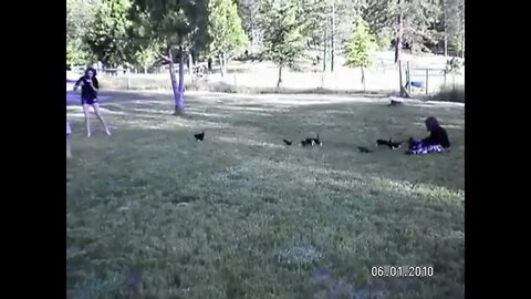 She's getting away! Release the kittens!