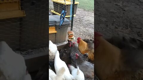 Pandemonium has broken loose! Chickens losing it for dangling cheeseburgers. #chickens #burgers