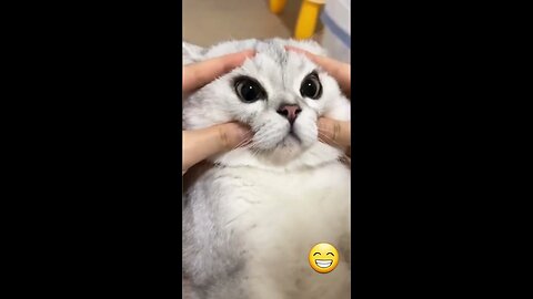 🐱 Funny cat videos