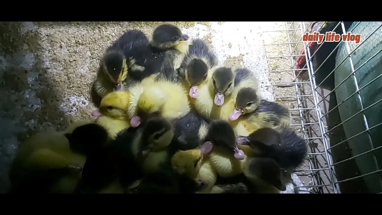 love and care for ducklings | daily life vlog