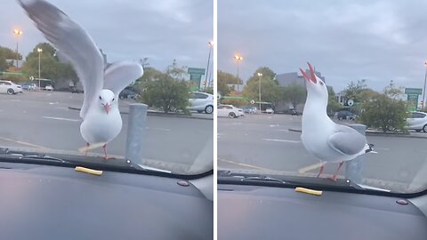 Seagull throws temper tantrum to get what it wants