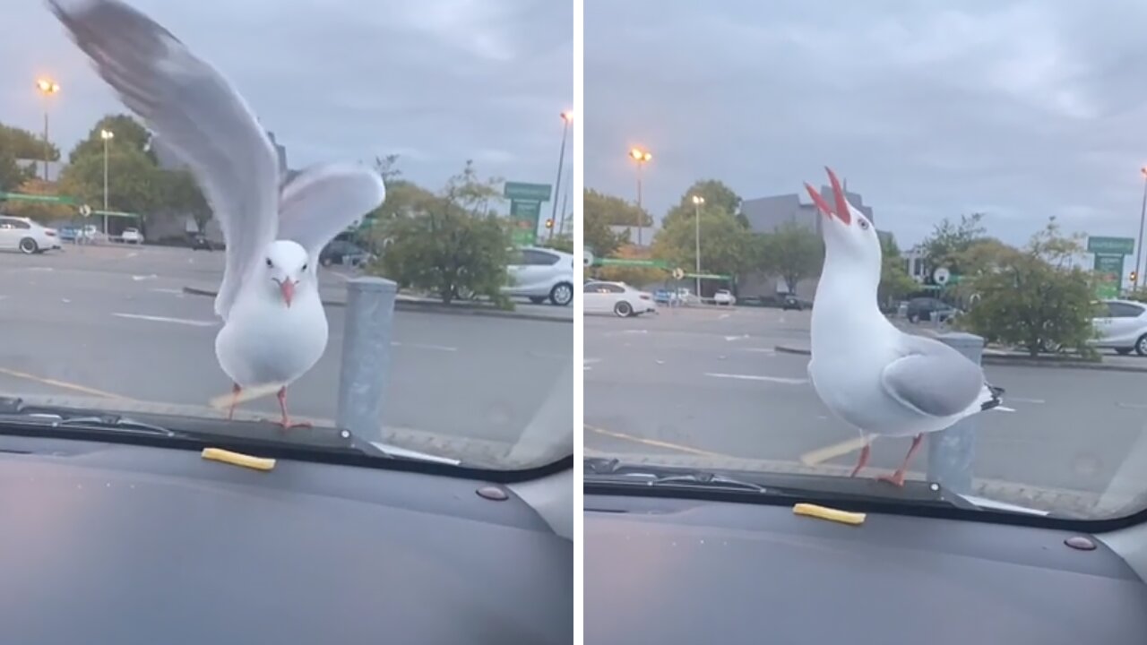 Seagull throws temper tantrum to get what it wants