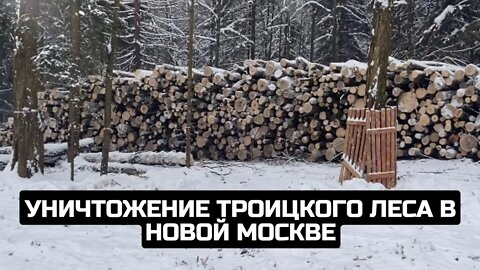 Уничтожение Троицкого леса в Новой Москве