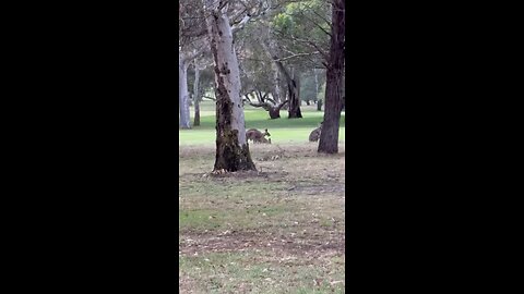 Randomly Encountering Kangaroos at Bundoora Park, Melbourne 2023