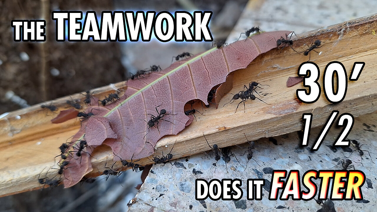 Ants working over the "plank-bridge" - 30' 1/2
