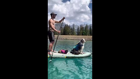 Friendship between man and cat and dog