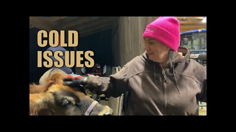 COLD Weather ISSUES | Family Milk Cow | Big Family Homestead