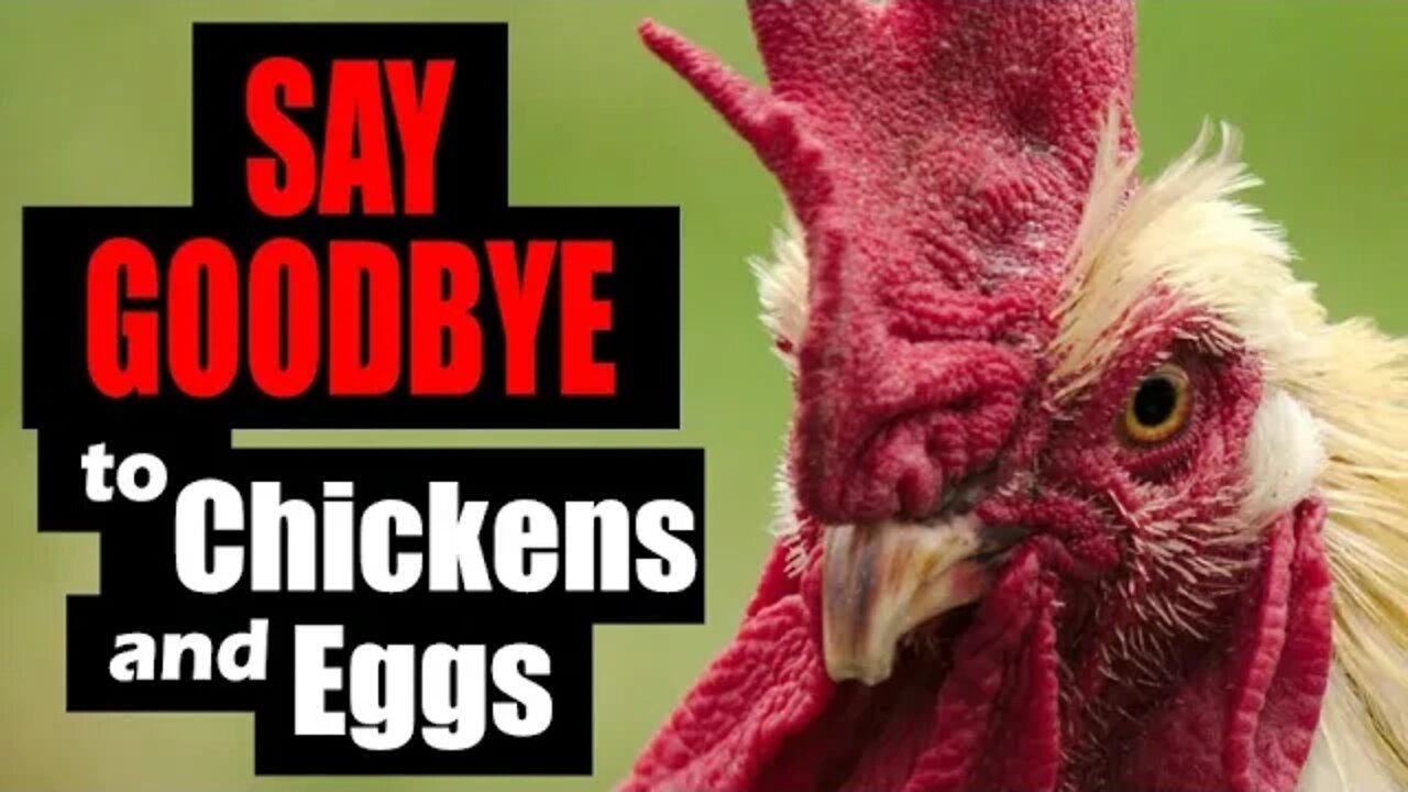 WAR against Chickens and Eggs – WATCH THIS!