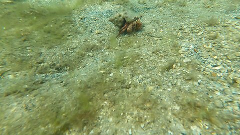 Cushion SeaStar and Hermit Crab South Florida Free Diving