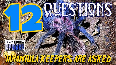 12 Questions Every Tarantula Keeper Gets Asked