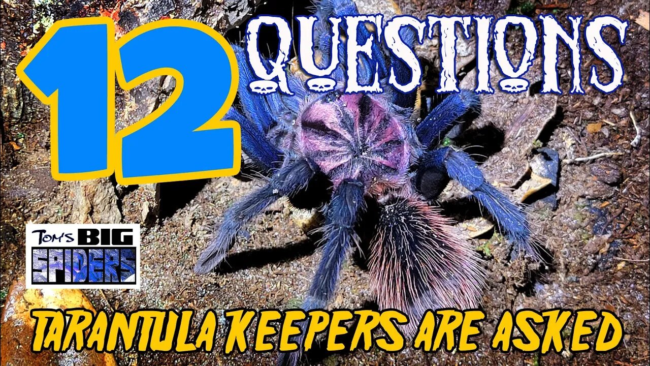 12 Questions Every Tarantula Keeper Gets Asked