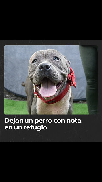 Dejan a un perro frente a un refugio con una nota desgarradora