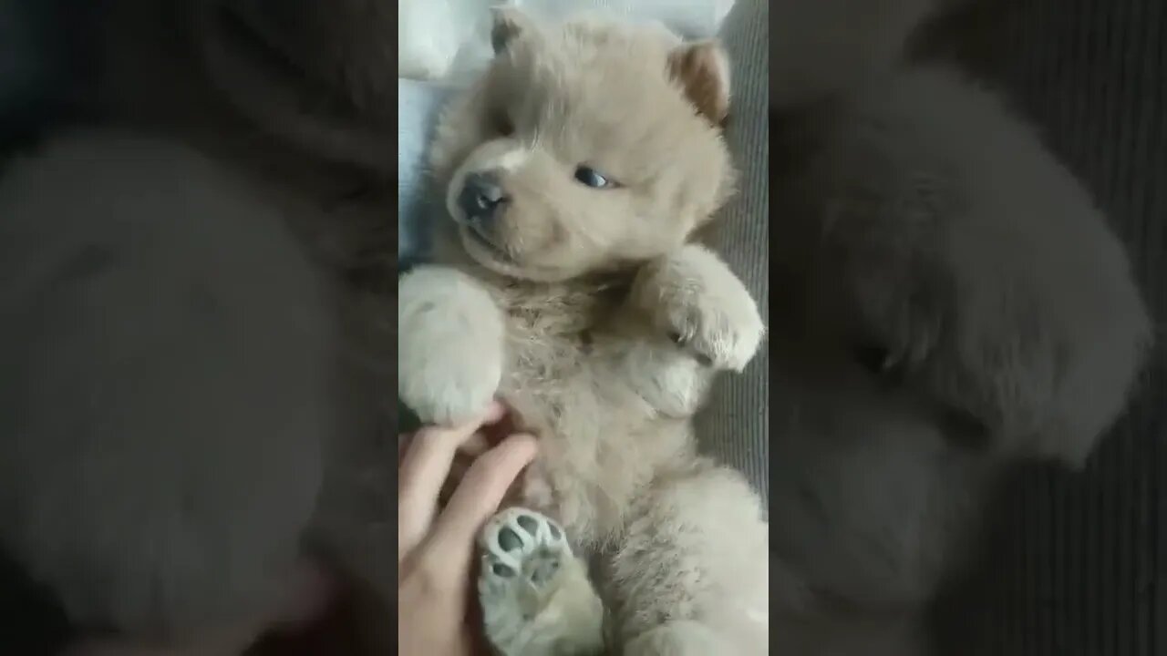 DOUBLE TAP ❤️ if you got overwhelmed with cuteness! 😍 Welcome to ! 🐶