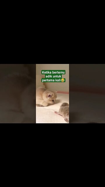 kitten bikin gemes😍😂 #kitten #shortvideo