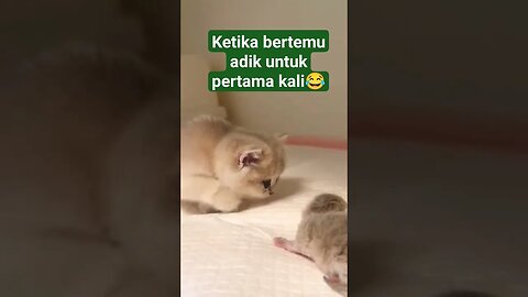 kitten bikin gemes😍😂 #kitten #shortvideo