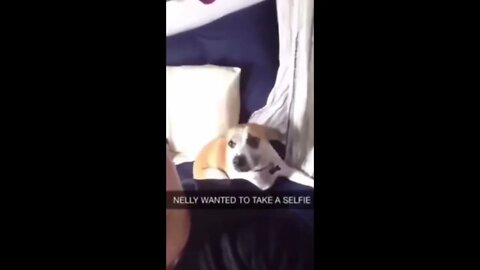 Dog Takes Selfie