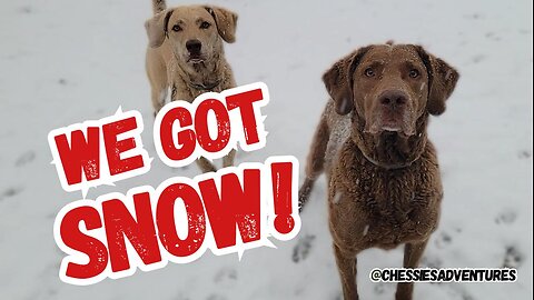 Snowday Fun Day with My Furry Friends!