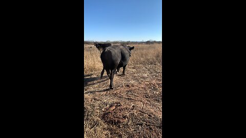 41 Bull Pushing His Way In Eat