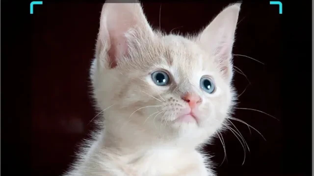 #trending videos of funny cats compilation#shorts