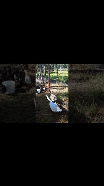 Ducklings out day Seven and the Geese come to look after them