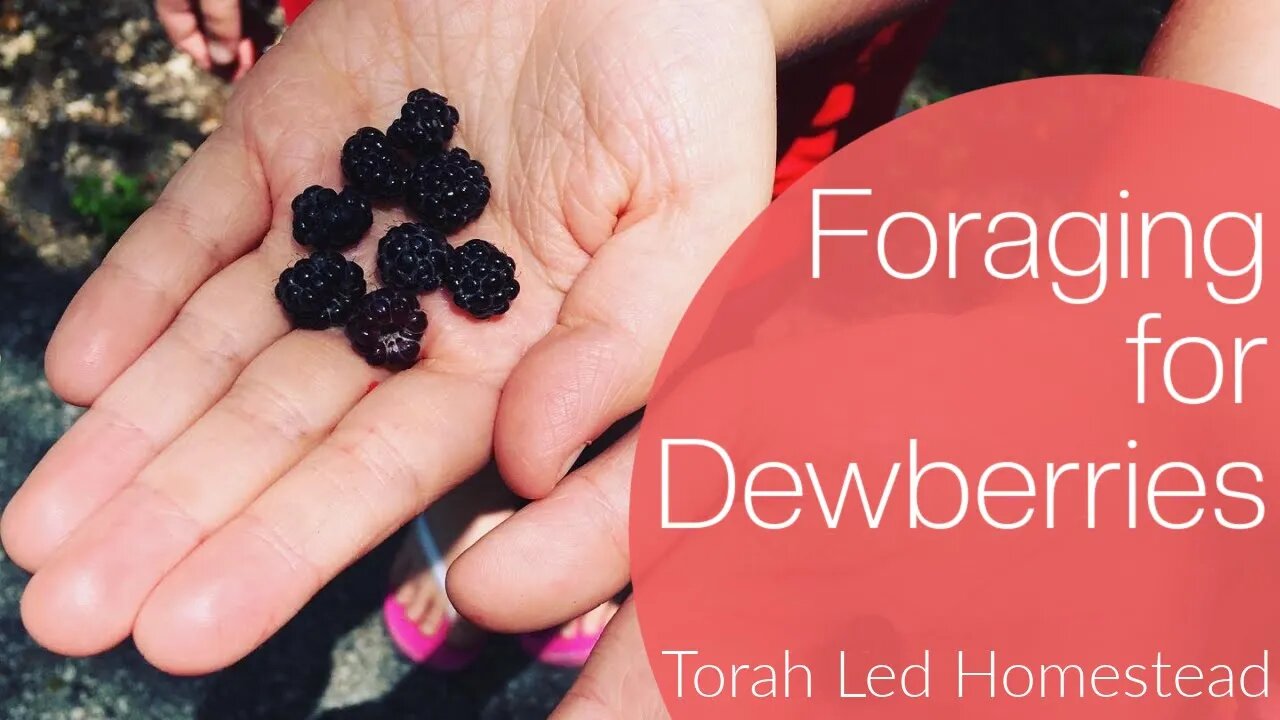 Foraging for Dewberries / a Bit of Shavuot