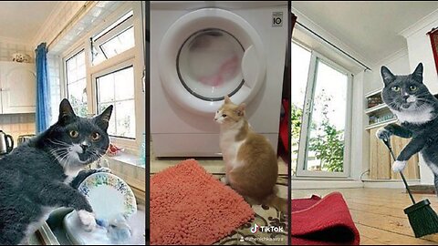 Cat on duty, Always, Every wash, Funny cats, Perfect cat.