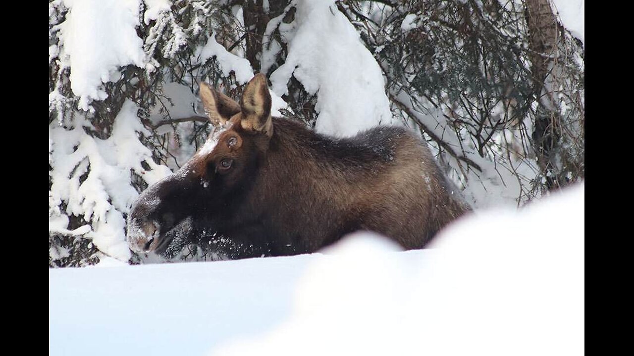 Moose on the Loose! Increase in Alaska Attacks Cause for Concern Among Local Humans