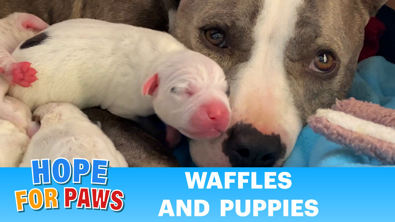 Pregnant homeless Pit Bull goes into labor FAST! Happy Mother's Day!!! ❤️❤️❤️