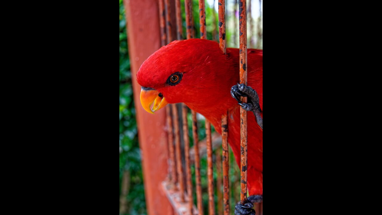 Very Close View Of A Red Parrot