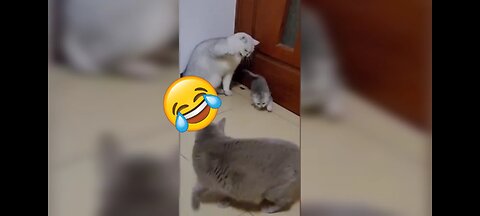 Funny Animal #2