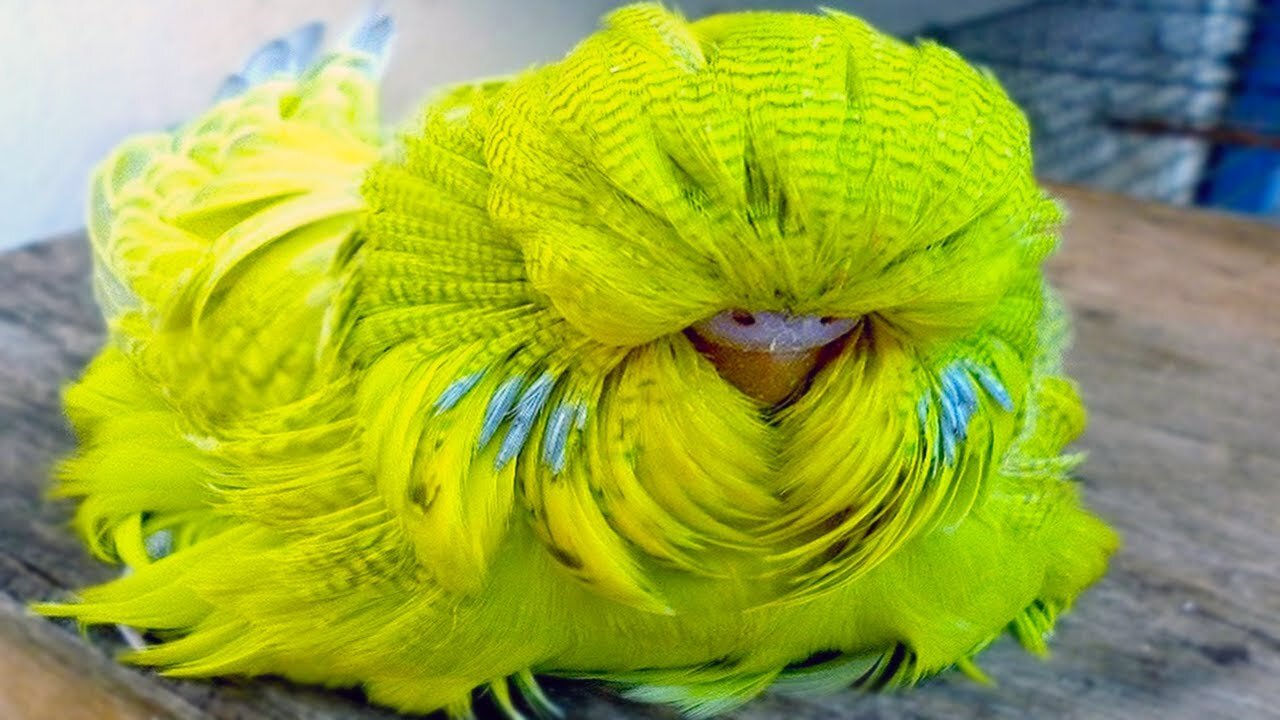 20 Most Unique Birds in the World | comedy jackpot