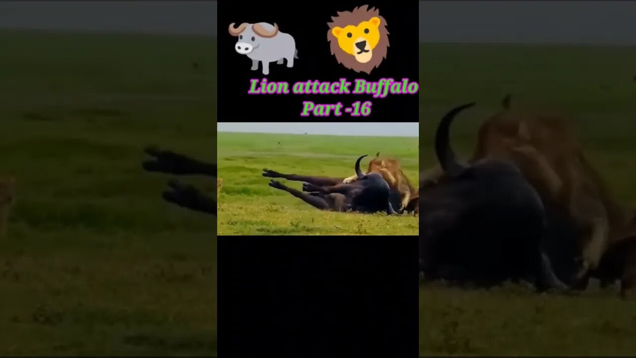 Lion attack Buffalo 🐃 2022 Part -16 #youtubeshorts #shorts #shortvideo