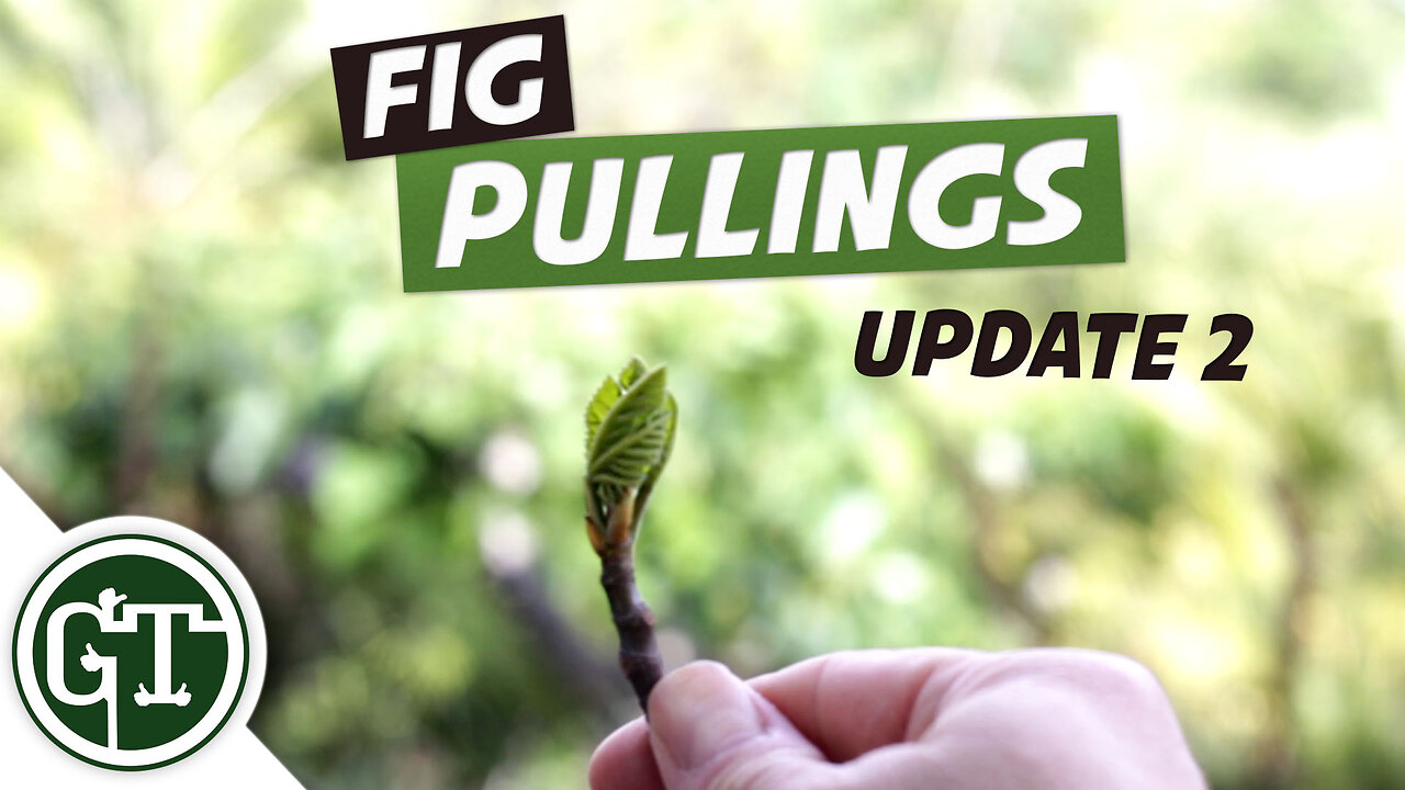 Planting Fig Suckers UPDATE #2 - Propagating Fig Trees