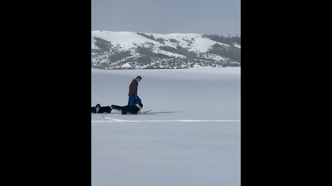 Snow Shoeing with English Shepherds