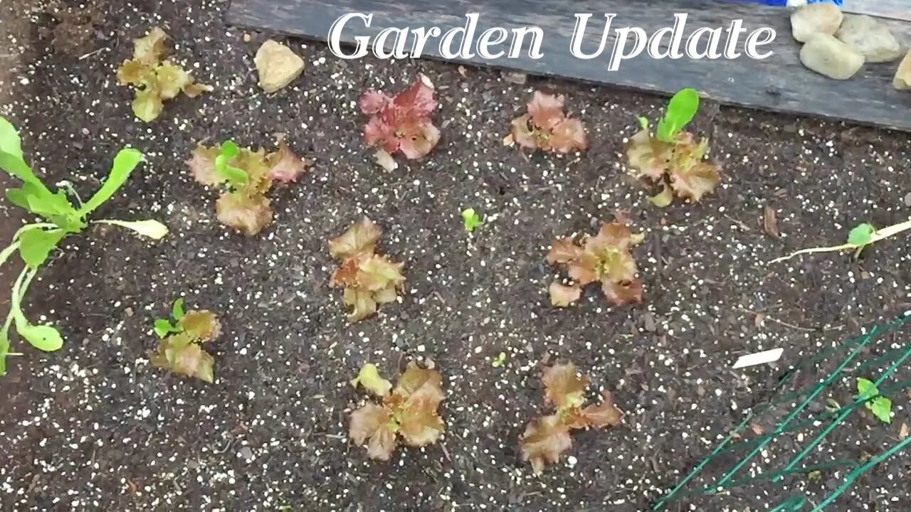 Garden Update before the winds and potential frost