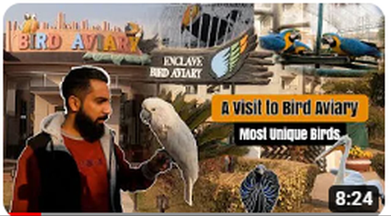 Rare Birds In Pakistan - Bahria Enclave Birds Aviary - Exotic Birds - Rare Albino Animals