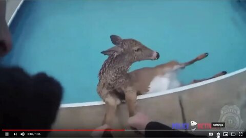 Police Save Deer Dying & Stuck In Pool - Surprised He Did Not Shoot In Fear Of His Life