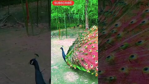 Pecock🦚 Beauty #trending #viral #peacock#beautiful#youtubeshorts #zayanhamid #ytshorts