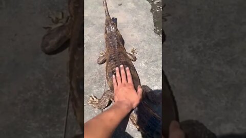 Easy way to loose a finger😂#shorts #crazyvideo #alligator #ouch #bite