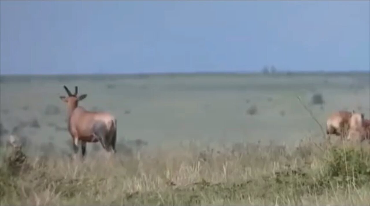 Hyena vs topi #wildlifemagictv#wildlifemagic#wildlife #Wild #Life #nature